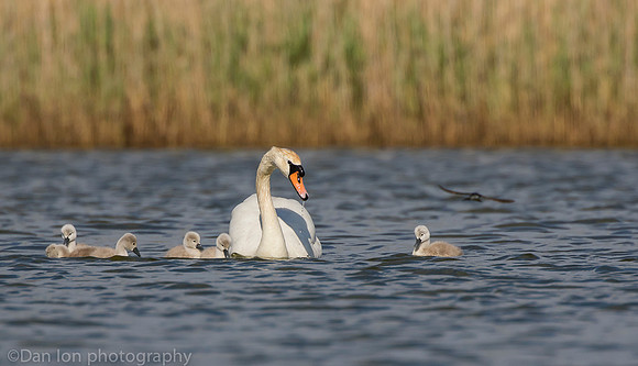 Mute swan with chicks or cygnets, Jamaica Bay NY