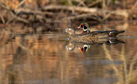 Wood duck pair on pond, Long Island NY