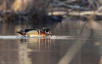 Mating wood ducks, pond, Long Island NY