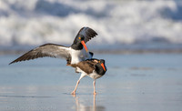 American oystercatchers mating, Nickerson Beach NY