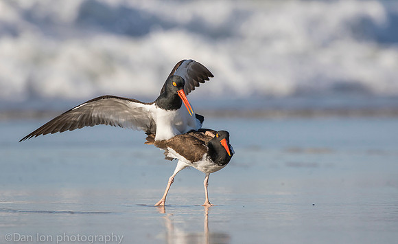American oystercatchers mating, Nickerson Beach NY