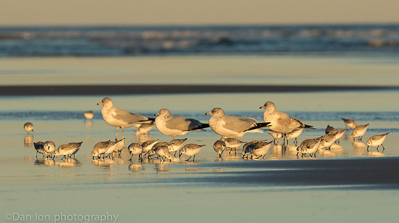 Sanderlings feeding in surf zone, Jones Beach NY