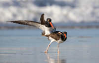 American oystercatchers mating, Nickerson Beach NY