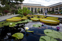Longwood Gardens, lily ponds
