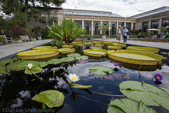 Longwood Gardens, lily ponds