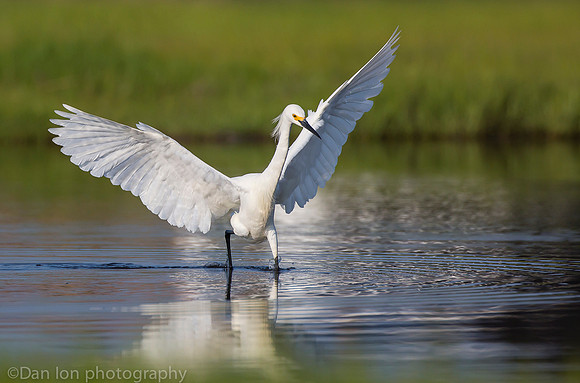 Snowy egret feeding frenzy on marsh, Long Island NY