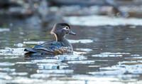 Wood duck female on pond, Long Island NY