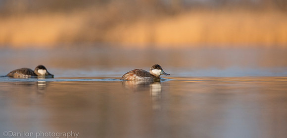 Ruddy ducks, male, Jamaica Bay NY