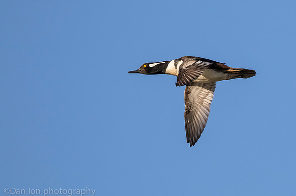 Hooded merganser in flight, Jamaica Bay NY