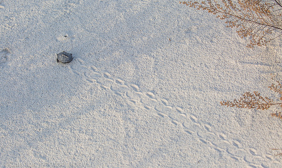 Baby diamondback terrapin turtle, Nickerson Beach NY