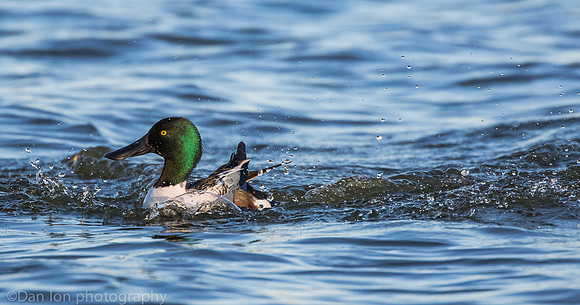 Northern shoveler just landed, Jamaica Bay NY