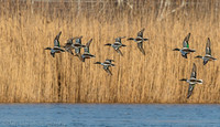 Northern shovelers in flight, Jamaica Bay NY