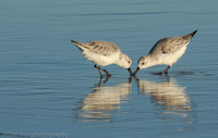 Sanderlings feeding in surf zone, Jones Beach NY