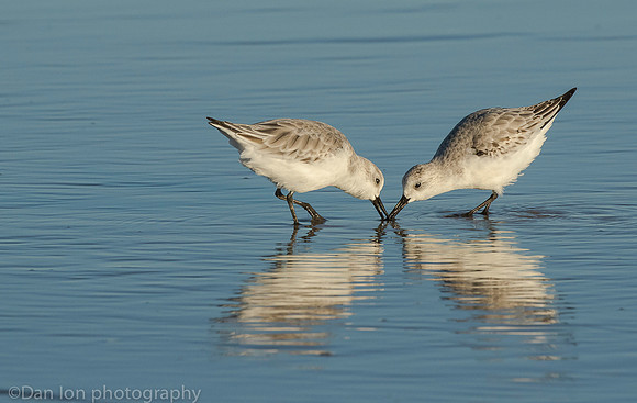 Sanderlings feeding in surf zone, Jones Beach NY