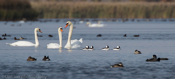 Four bufflehead males and three mute swans, Jamaica Bay NY