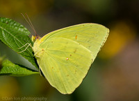 Cloudless sulphur butterfly, Long Island NY