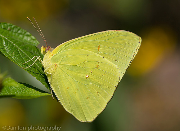 Cloudless sulphur butterfly, Long Island NY
