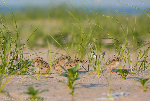 Common tern chicks hiding in sand grass, Nickerson Beach NY