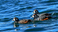 Harlequin male ducks, Barnegat Bay NJ