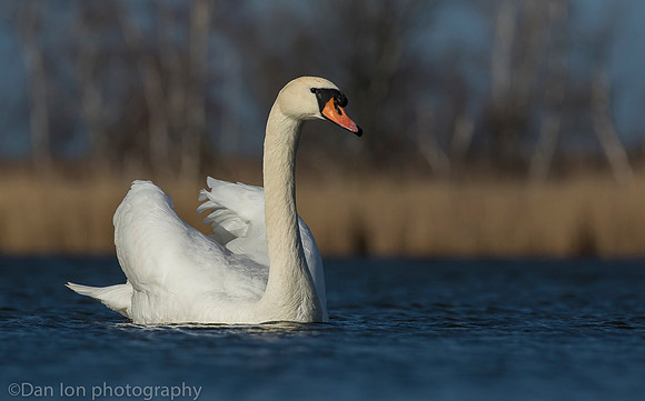 Mute swan, Jamaica Bay NY