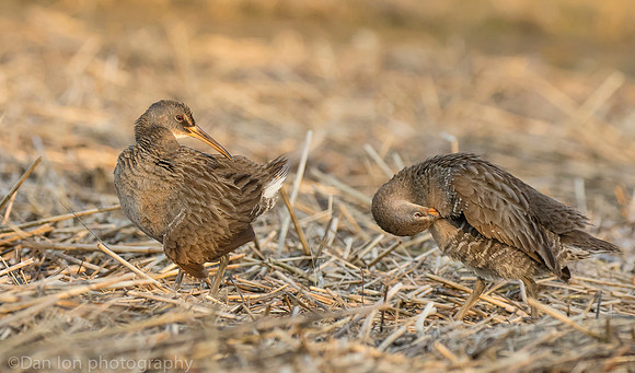 Clapper rails in marsh, Long Island NY