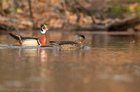 Wood duck pair on pond, Long Island NY