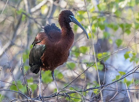 Glossy ibis, Jamaica Bay NY