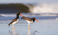 American oystercatchers mating, Nickerson Beach NY