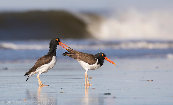 American oystercatchers mating, Nickerson Beach NY