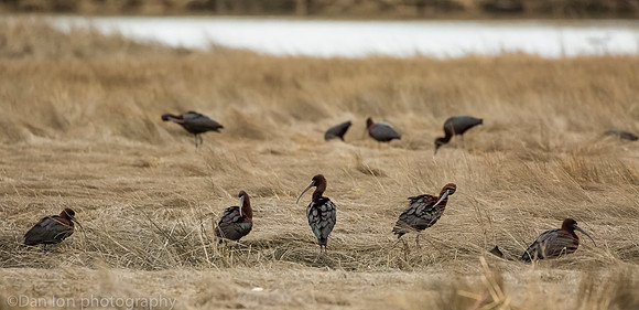 Glossy ibis preening and feeding, MNSA Oceanside NY