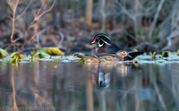 Mating wood ducks, pond, Long Island NY