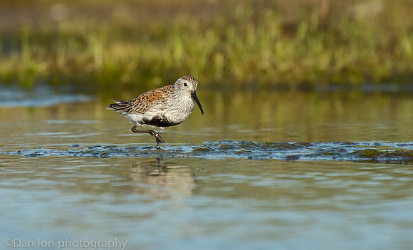 Dunlin feeding on marsh, Long Island NY
