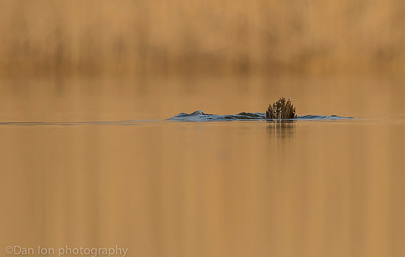 Ruddy duck diving for pray, Jamaica Bay NY
