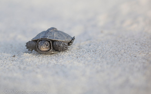 Baby diamondback terrapin turtle, Nickerson Beach NY