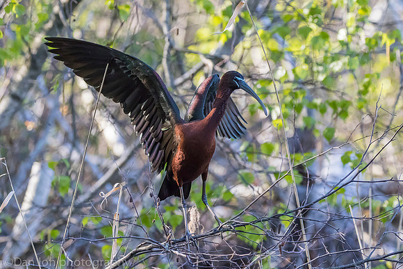 Glossy ibis, Jamaica Bay NY
