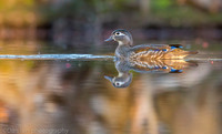 Wood duck female on pond, Long Island NY