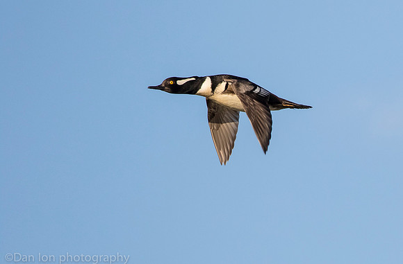 Hooded merganser in flight, Jamaica Bay NY