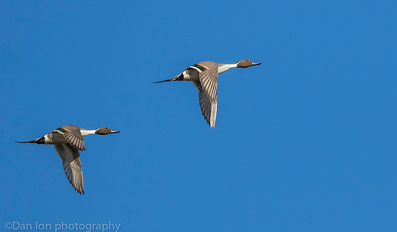Northern pintail males in flight, Jamaica Bay NY