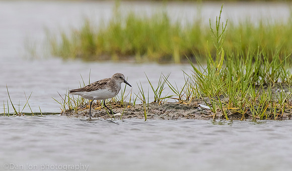 Semipalmated sandpiper on marsh, Long Island NY