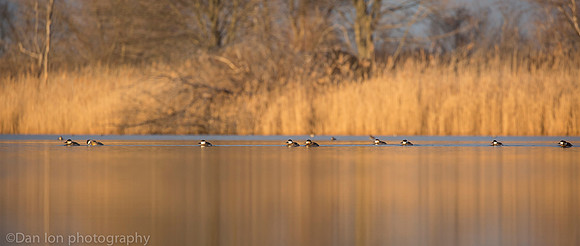 Ruddy ducks, Jamaica Bay NY