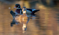 Wood duck pair on pond, Long Island NY