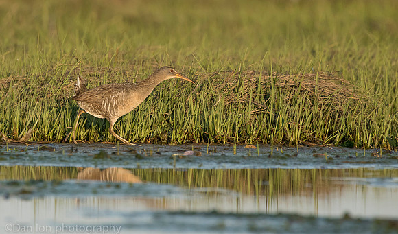 Clapper Rail in marsh, Long Island NY