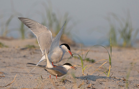 Matting common terns, Nickerson Beach NY