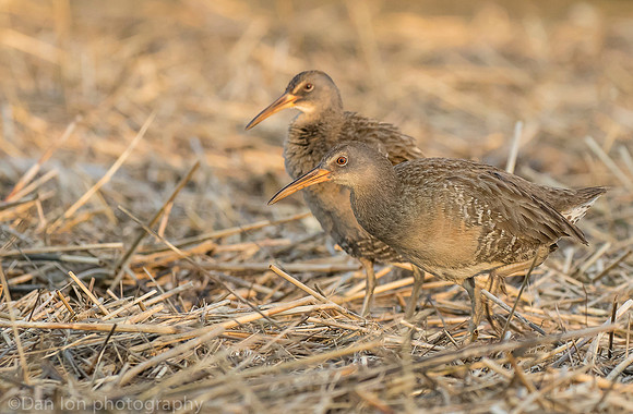 Clapper Rails in marsh, Long Island NY