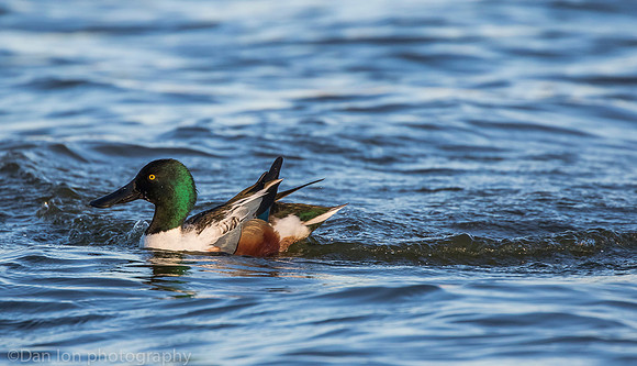 Northern shoveler just landed, Jamaica Bay NY