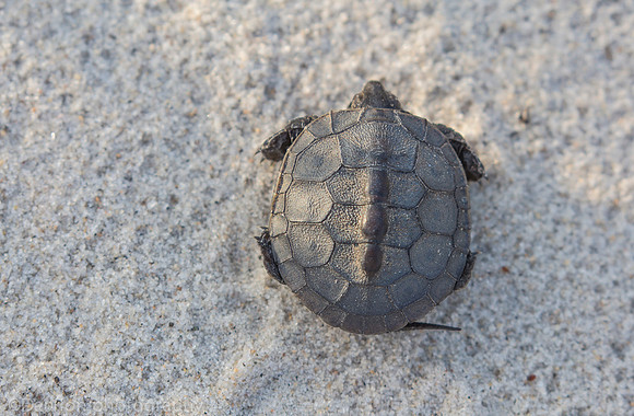 Baby diamondback terrapin turtle, Nickerson Beach NY
