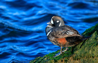 Harlequin male duck, Barnegat Bay NJ