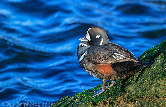 Harlequin male duck, Barnegat Bay NJ