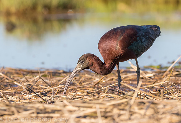 Glossy ibis feeding in marsh, Long Island NY