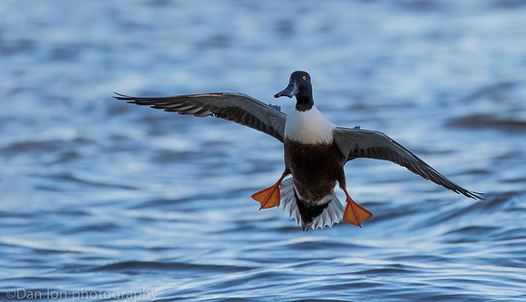 Northern shoveler coming in for a landing, Jamaica bay NY